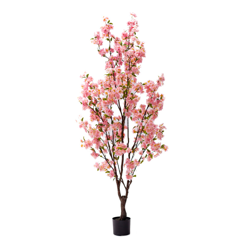 Декоративно растение Цвет од праска I во саксија  pink pp H170cm